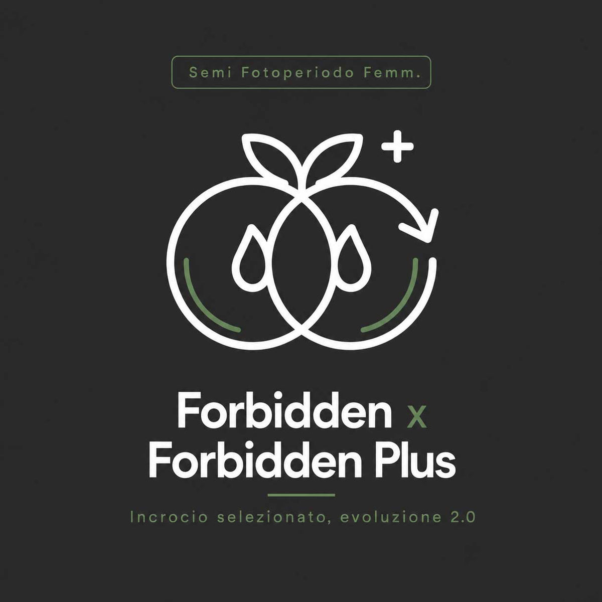 Forbidden x Forbidden Plus